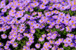 Photo: Violet Asters Violet Asters
