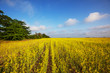 Photo: Yellow field Yellow field