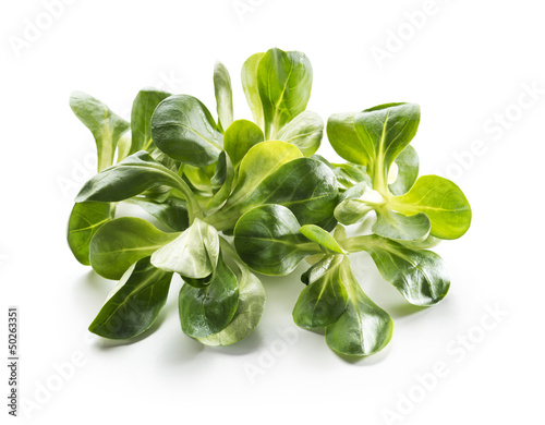 Photo: Valerianella salad Valerianella salad