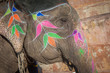 Photo: Colourful elephant in Jaipur, Rajasthan, India Colourful elephant in Jaipur, Rajasthan, India