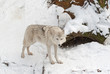 Tundra wolf (Canis lupus arctos) on the snow