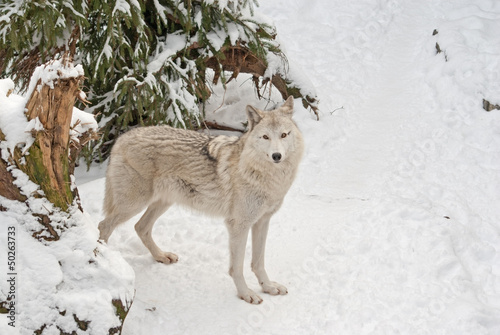 Photo: Tundra wolf (Canis lupus arctos) on the snow Tundra wolf (Canis lupus arctos) on the snow
