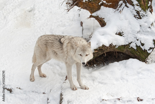 Photo: Tundra wolf (Canis lupus arctos) on the snow Tundra wolf (Canis lupus arctos) on the snow