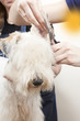 Fox terrier getting his hair cut