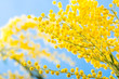 Photo: Spring bouquet with a branch of a blossoming acacia tree Spring bouquet with a branch of a blossoming acacia tree