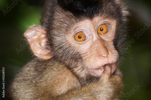 Photo: Portrait from a juvenile Pig-tailed Macaque. Portrait from a juvenile Pig-tailed Macaque.