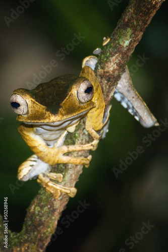 Photo: File-eared Tree Frog File-eared Tree Frog