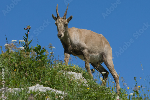 Photo: Alpine Ibex on a mountain rim with grass and flowers. Alpine Ibex on a mountain rim with grass and flowers.