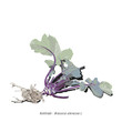 Illustration of organic kohlrabi tuber with roots and leaves