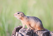 European ground squirrel - gopher