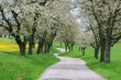 spring alley, south Bohemia, Czech republic