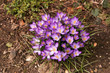 purple crocus on rough ground