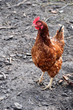Huhn