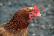 Portrait einer Henne
