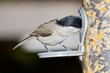 Vogel an Futterstelle