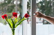window with mosquito net