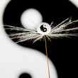 Yin and Yang
