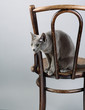 Russisch Blau Katzenportrait