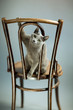 Russisch Blau Katzenportrait