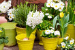 Topfpflanzen im Garten