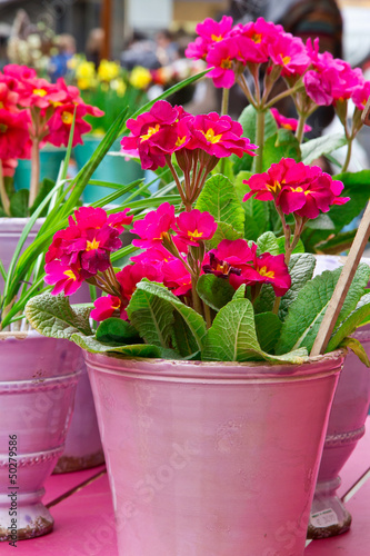 Photo: Blumentopf mit Primeln Blumentopf mit Primeln