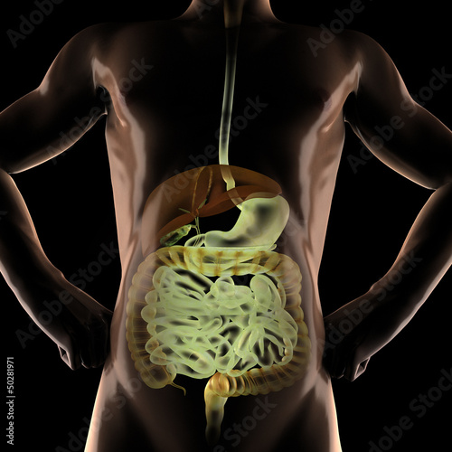 Illustration: human entrails radiography scan human entrails radiography scan