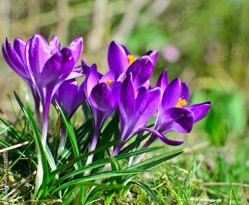 Photo: Frühlingserwachen: Violette Krokusse auf Wiese Frühlingserwachen: Violette Krokusse auf Wiese