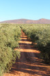 Photo: Olive trees Olive trees