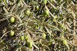 Photo: Olive tree Olive tree