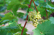 Photo: White grapes in the vineyard White grapes in the vineyard