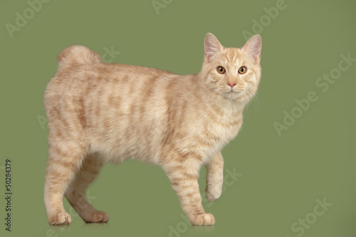 Photo: Kurilian Bobtail kitten Kurilian Bobtail kitten