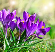 Frühlingserwachen: Krokusse