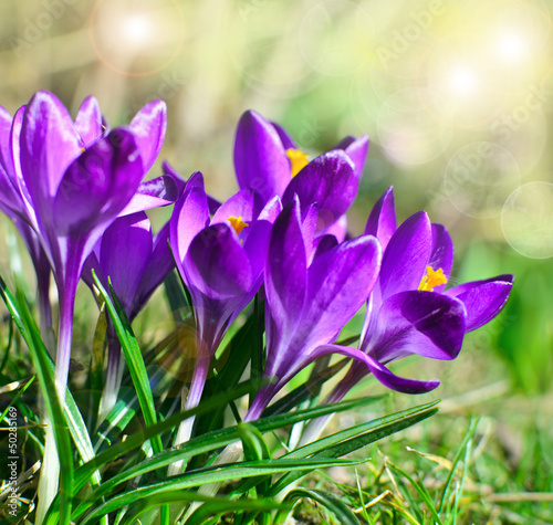 Photo: Frühlingserwachen: Krokusse Frühlingserwachen: Krokusse