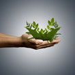 Foto: naturaleza, mano con plantas naturaleza, mano con plantas