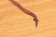 red worm on a wooden background