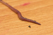red worm on a wooden background