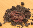 red worms in compost - bait for fishing