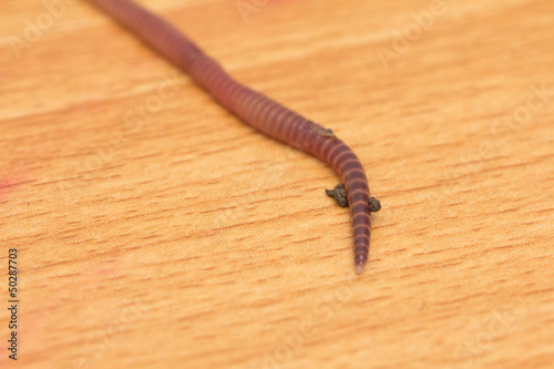 Photo: red worm on a wooden background red worm on a wooden background
