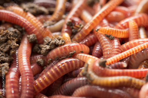 Photo: red worms in compost - bait for fishing red worms in compost - bait for fishing