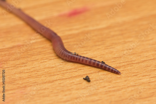 Photo: red worm on a wooden background red worm on a wooden background