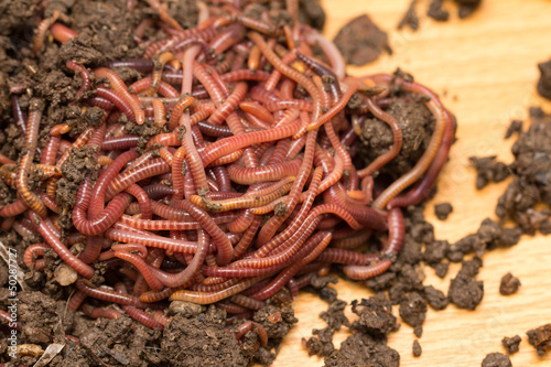 Photo: red worms in compost - bait for fishing red worms in compost - bait for fishing