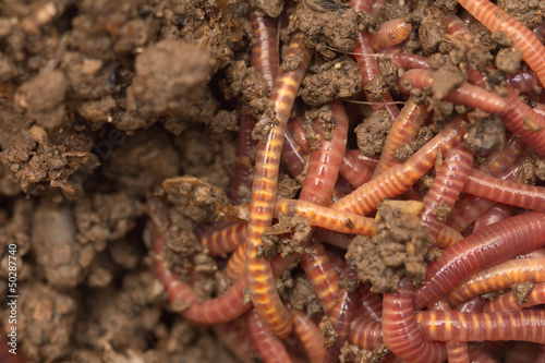 Photo: red worms in compost - bait for fishing red worms in compost - bait for fishing
