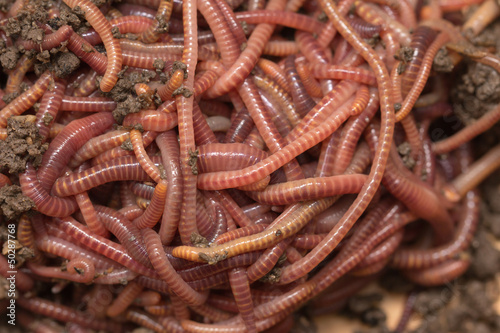 Photo: red worms in compost - bait for fishing red worms in compost - bait for fishing
