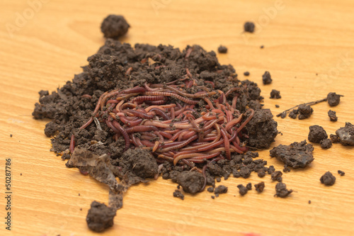 Photo: red worms in compost - bait for fishing red worms in compost - bait for fishing