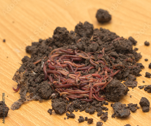 Photo: red worms in compost - bait for fishing red worms in compost - bait for fishing
