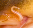 mustache carp. macro