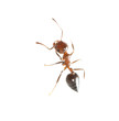 ant on a white background. macro