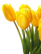 Flower tulip