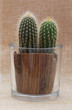 Baby saguaro cactus in a pot