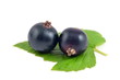 schwarze johannisbeeren